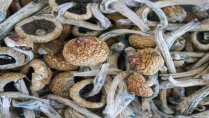 Dried Mushrooms