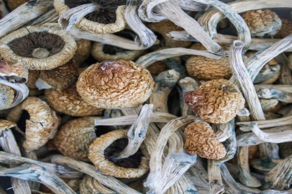 Dried Mushrooms