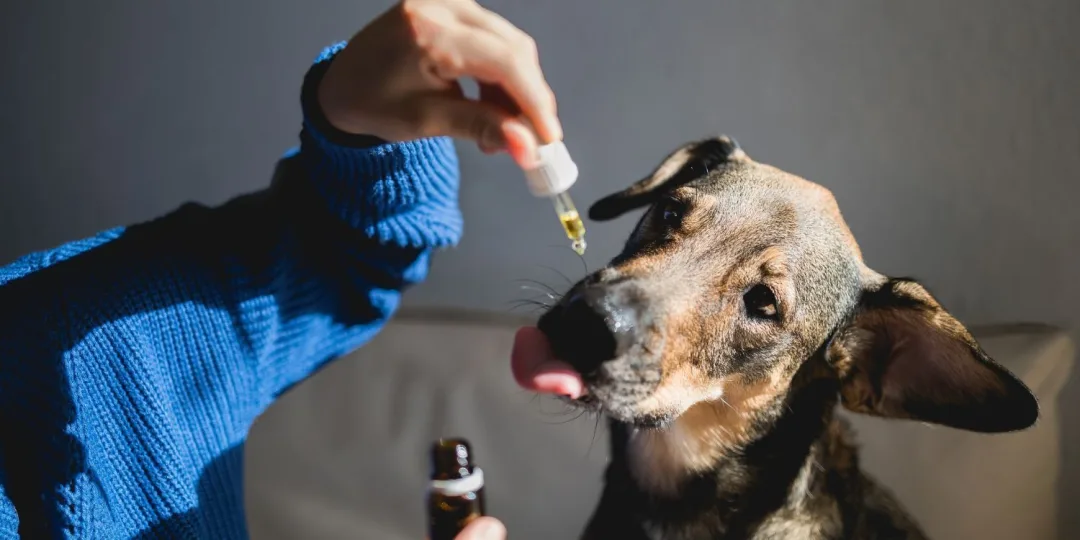 Cannabidiol Can Enhance Your Dog's Well-Being