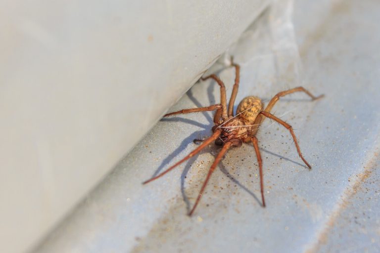 Ways to Keep Spiders Out of Your Utah Home