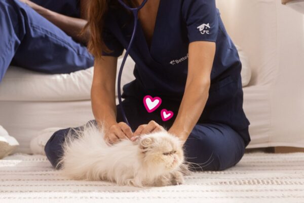 Pet Wellness
