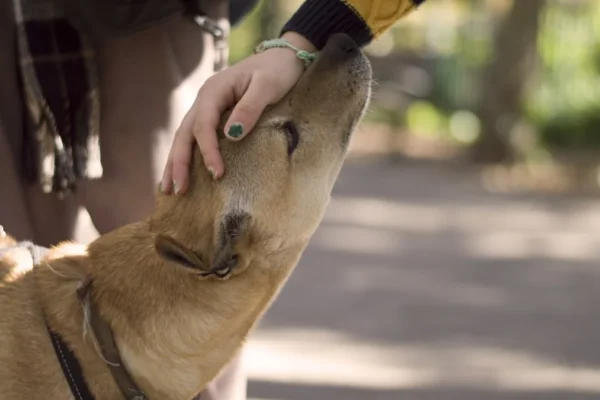 Dog Temperament Evaluations