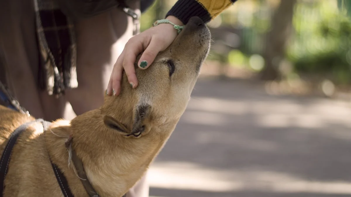 Dog Temperament Evaluations