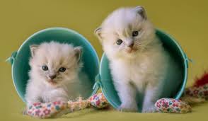 Unethical Breeders When Bringing the Perfect Ragdoll Kitten Home