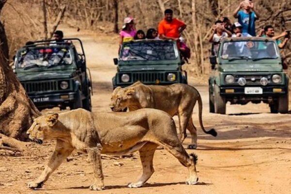 Gir Wildlife Tour Package