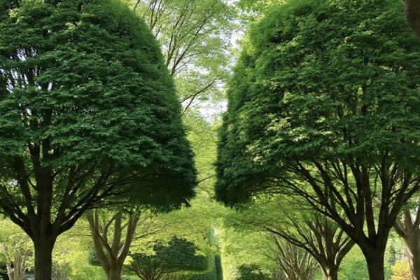 Better Trees, Better Yards